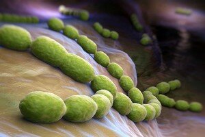 Кишечник человека, заселен огромным количеством бактерий, которые помогают переваривать пищу и препятствуют развитию патогенной микрофлоры