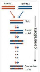 Схематическое изображение процесса рекомбинации участков хромосом в поколениях (здесь и ниже – рисунки с сайта paintmychromosomes.com)
