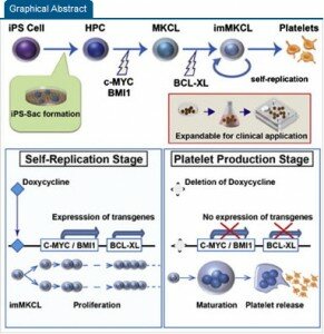 Схема из статьи в Cell Stem Cell – ВМ